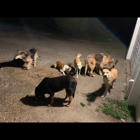 ""OUR RESCUES DOGS " - Picture 6 of 13